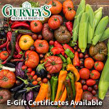 Gurney's E-Certificate 100$
