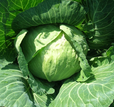 Golden Acre Cabbage Seeds - 3.5g/pack ~200 seeds