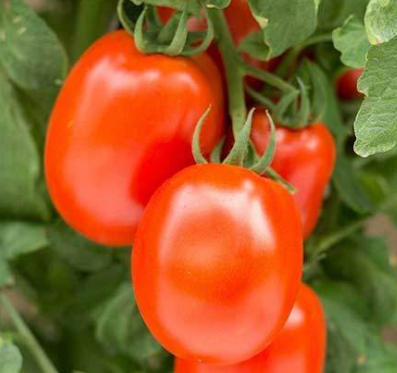 Roma Tomato Seeds -  333mg/pack
