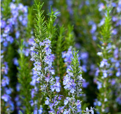 Rosemary Seeds -  20 seeds/pack