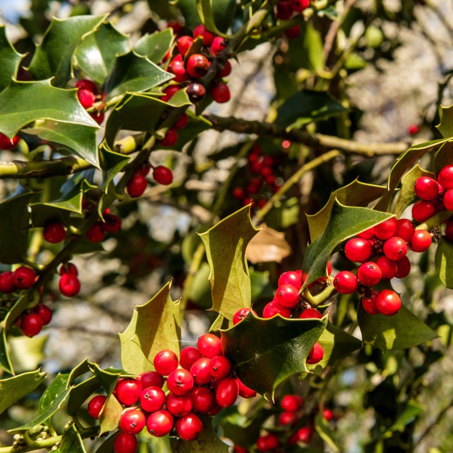 30 American Holly Tree Seeds for Planting Ilex opaca