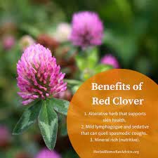 100g Whole Red Clover Blossoms Flower Tea Herbal Tea