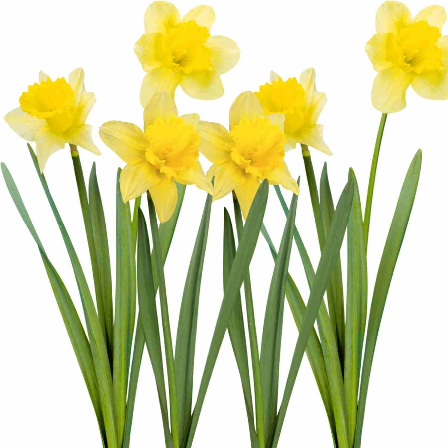 10 Wild Daffodil Bulbs- Lent Lily, Yellow Perennial