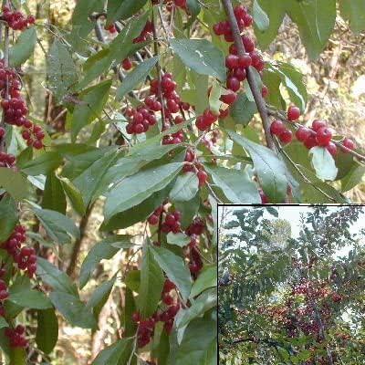 100 Autumn Olive Tree Seeds Elaeagnus umbellata Seeds