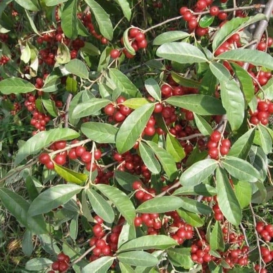 100 Autumn Olive Tree Seeds Elaeagnus umbellata Seeds - Bitify