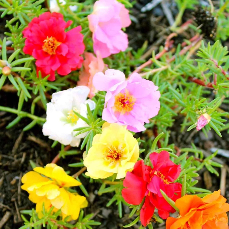 6000 Seeds - Moss Rose Seeds (Mixed Color)