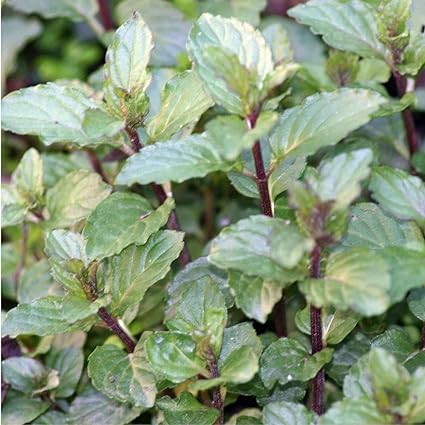 200 Seeds - Chocolate Mint Plant Seeds for planting
